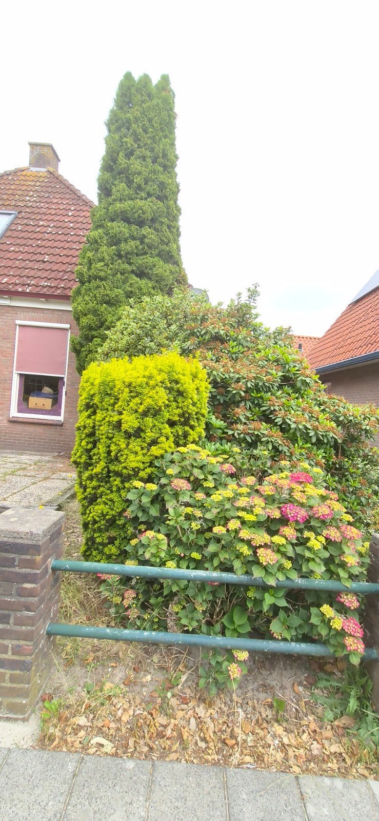 Planten en boom, Tuin en Terras, Planten | Bomen, Ophalen of Verzenden, Volle zon, Overige soorten, 100 tot 250 cm