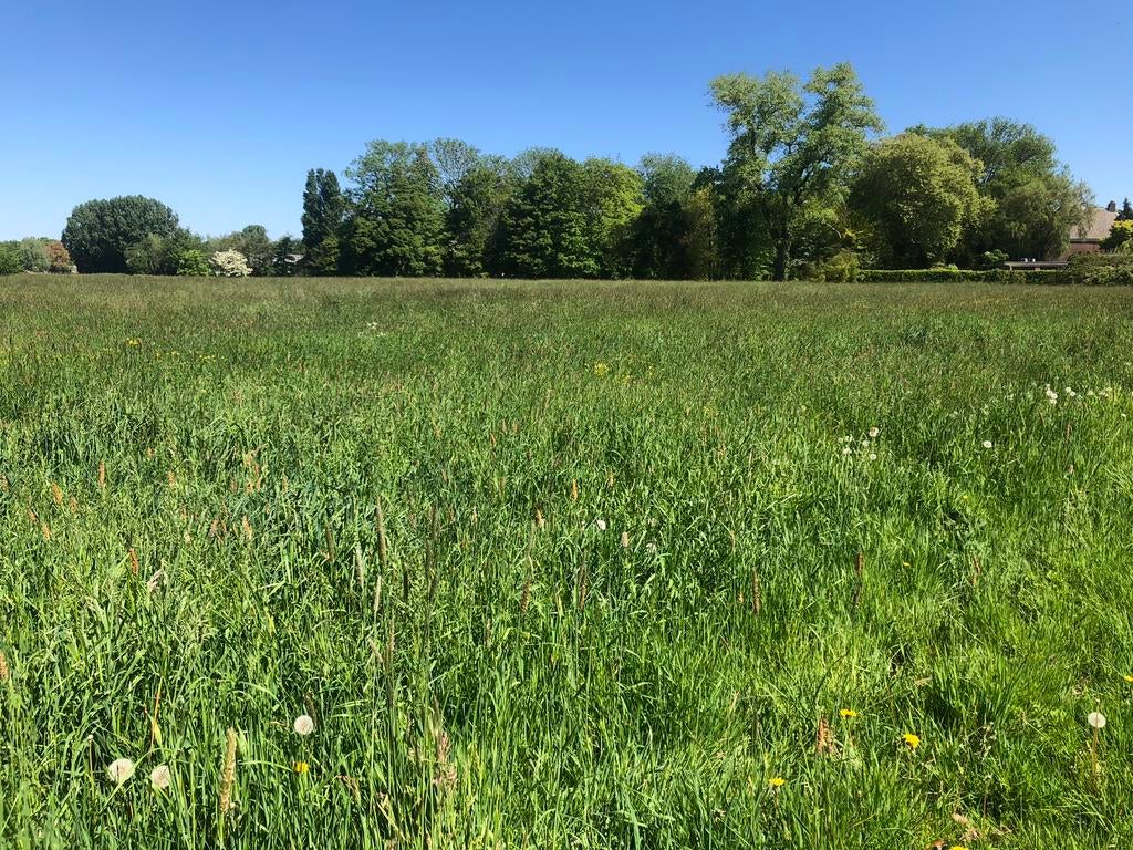 Te Koop; grasgewas, Dieren en Toebehoren, Stalling en Weidegang