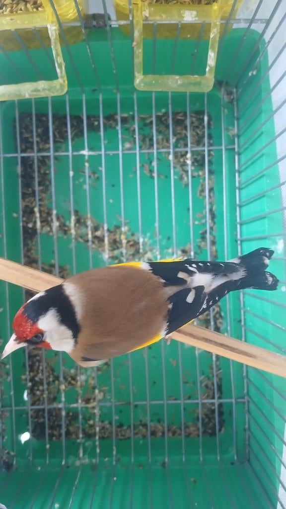 Twee-Mannen- parvas putters kleine jonge van 2024+2025.MO.DZ, Meerdere dieren, Wildzangvogel, Geringd