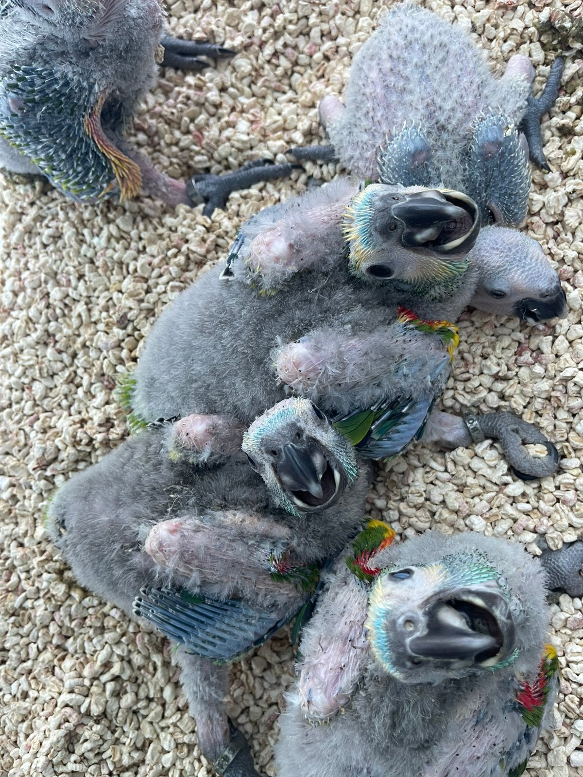 Te reserveren tamme blauwvoorhoofd amazone, Dieren en Toebehoren, Geslacht onbekend, Papegaai, Pratend