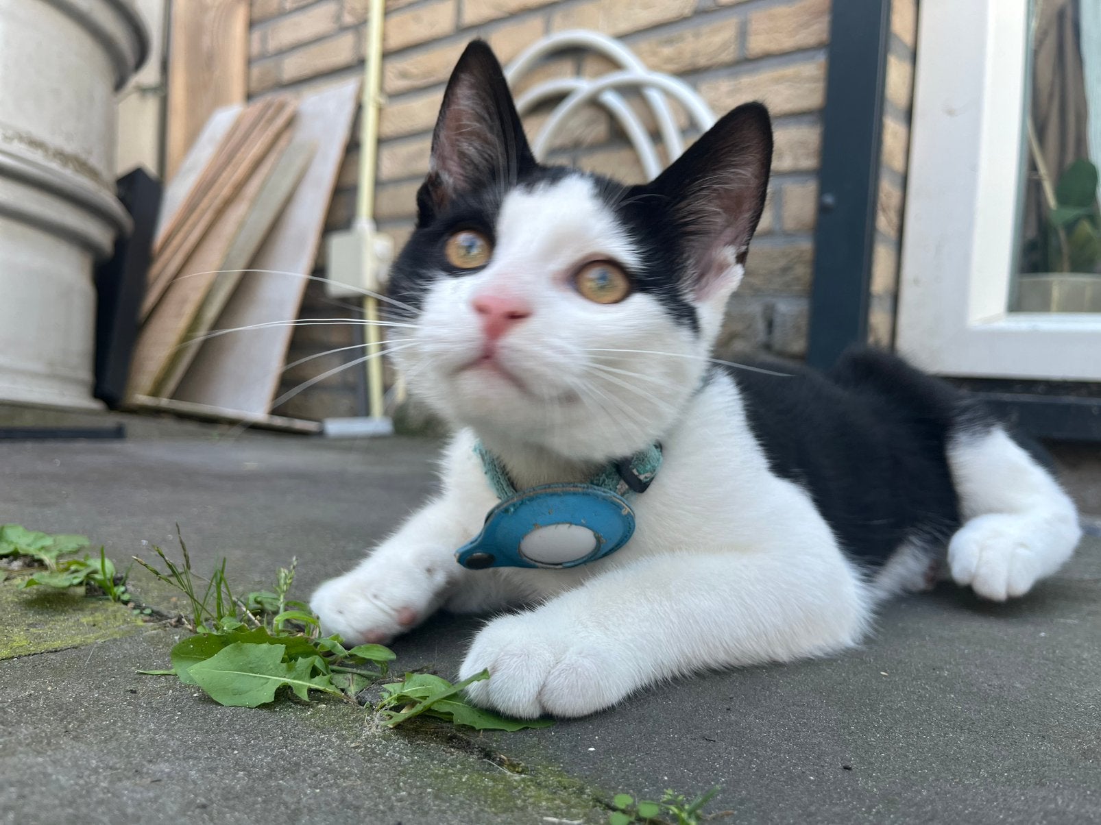 Lieve jonge kater zoekt nieuwe baasje, Kater, Kortharig, 0 tot 2 jaar