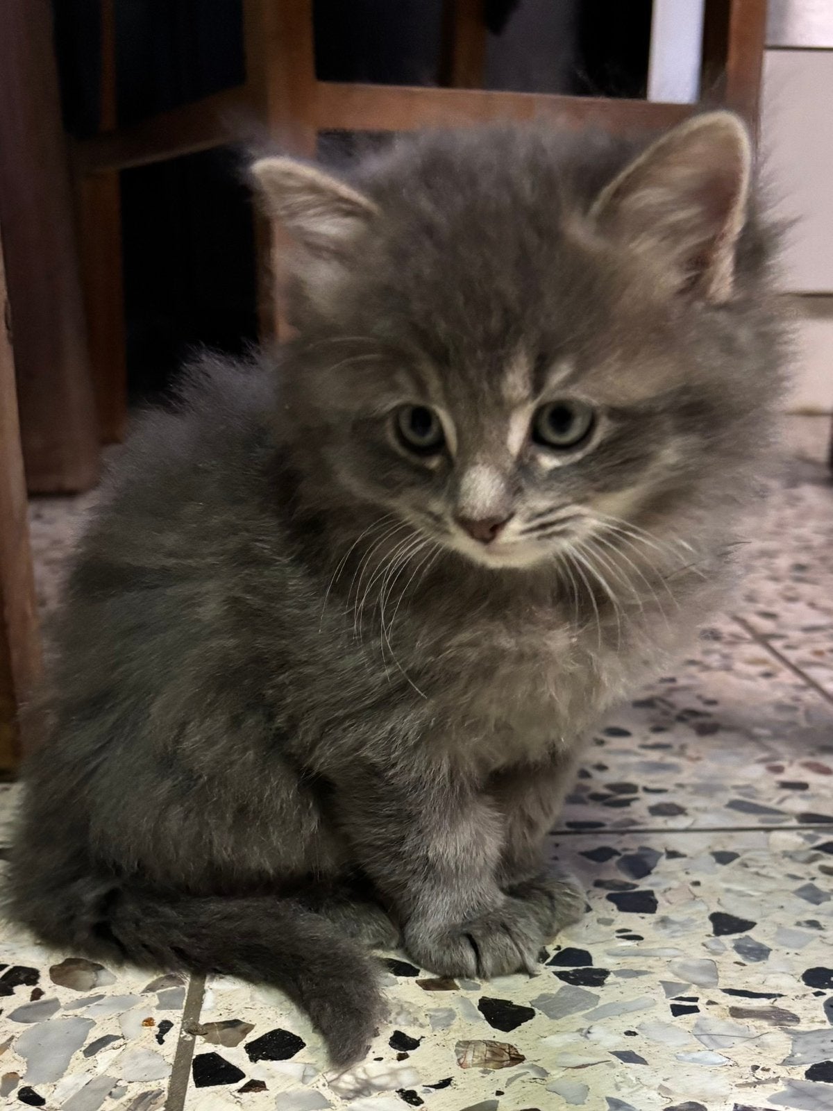 Langharige kittens 3/4 Ragdoll x 1/4 Maine Coon, Dieren en Toebehoren, Meerdere dieren, Ontwormd, 0 tot 2 jaar