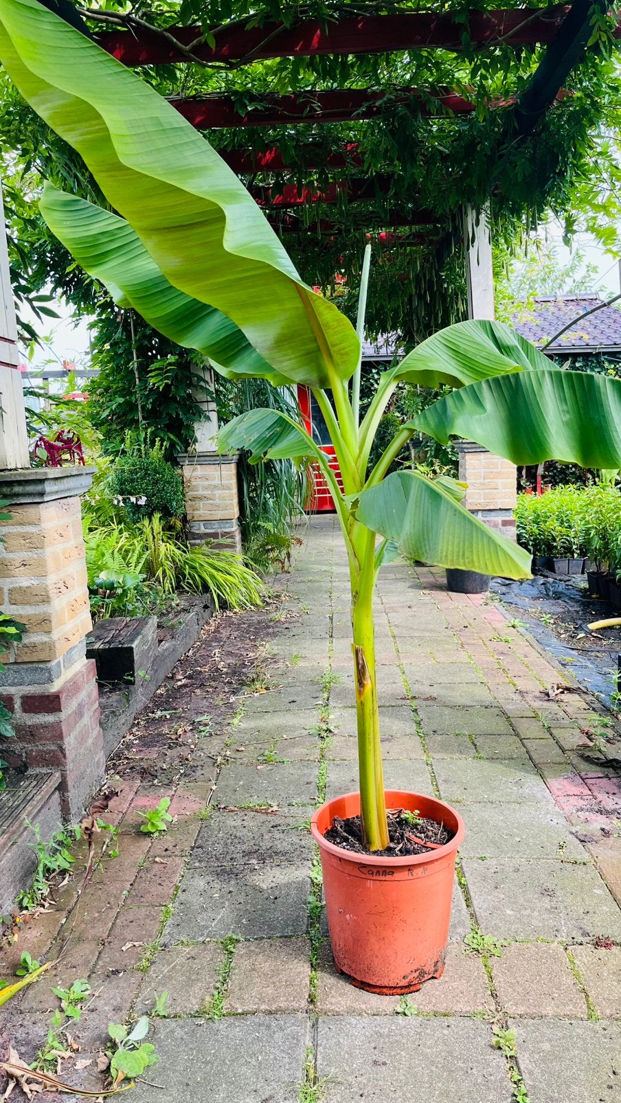 Musa basjo, Tuin en Terras, Ophalen, Volle zon, Overige soorten, 250 tot 400 cm