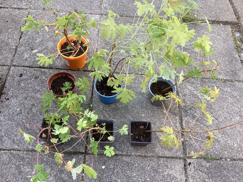 Oa Citroengeranium Haworthia Wasbloem Graslelie Clivia Druif, Bloeiende kamerplant, Ophalen, Halfschaduw, Minder dan 100 cm