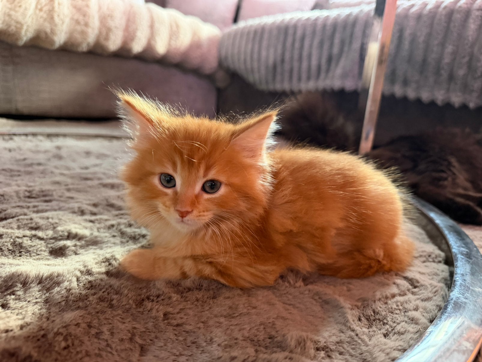 1 Rode Maine coon x siberische boskat kitten, Dieren en Toebehoren, Katten en Kittens | Raskatten | Langhaar, Meerdere dieren