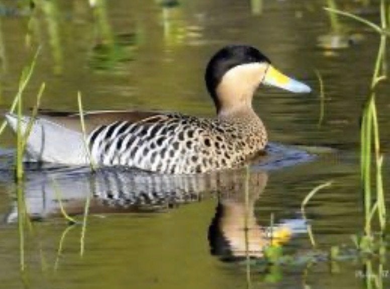 Versicolortaling, Dieren en Toebehoren, Meerdere dieren, Eend