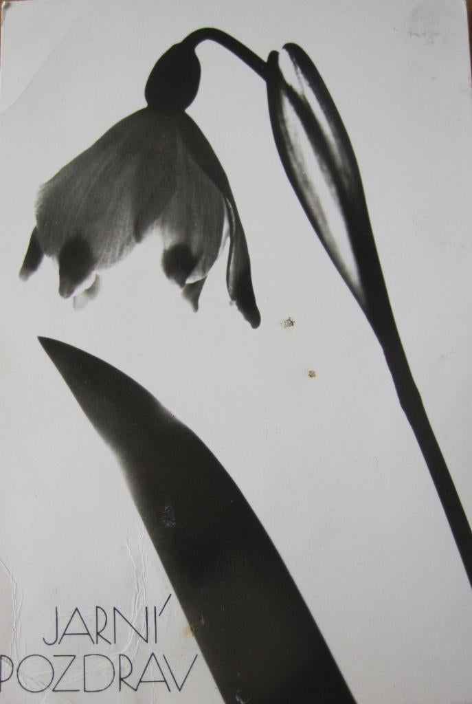 Tsjechische foto van een bloem - zwart/wit - 1965, Verzamelen, Verzenden, 1960 tot 1980, Gelopen, Overige thema's
