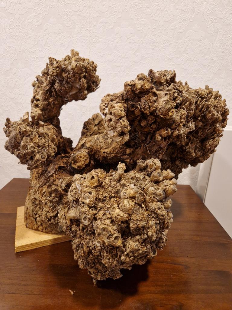 Grote knotwilg stronk voor vele doeleinden., Ophalen, Nieuw