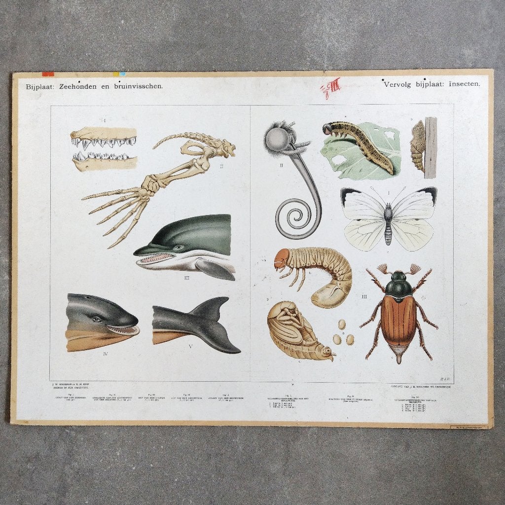 Bijplaat Zeehonden en bruinvisschen / Insecten – 1915, Ophalen of Verzenden, Natuur en Biologie