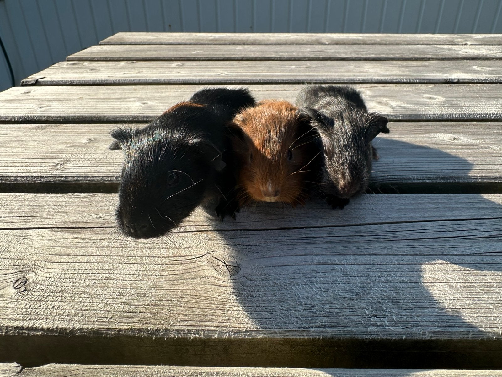 3 jonge cavia beertjes, Dieren en Toebehoren, Knaagdieren, Cavia, Mannelijk, Juli, Tam