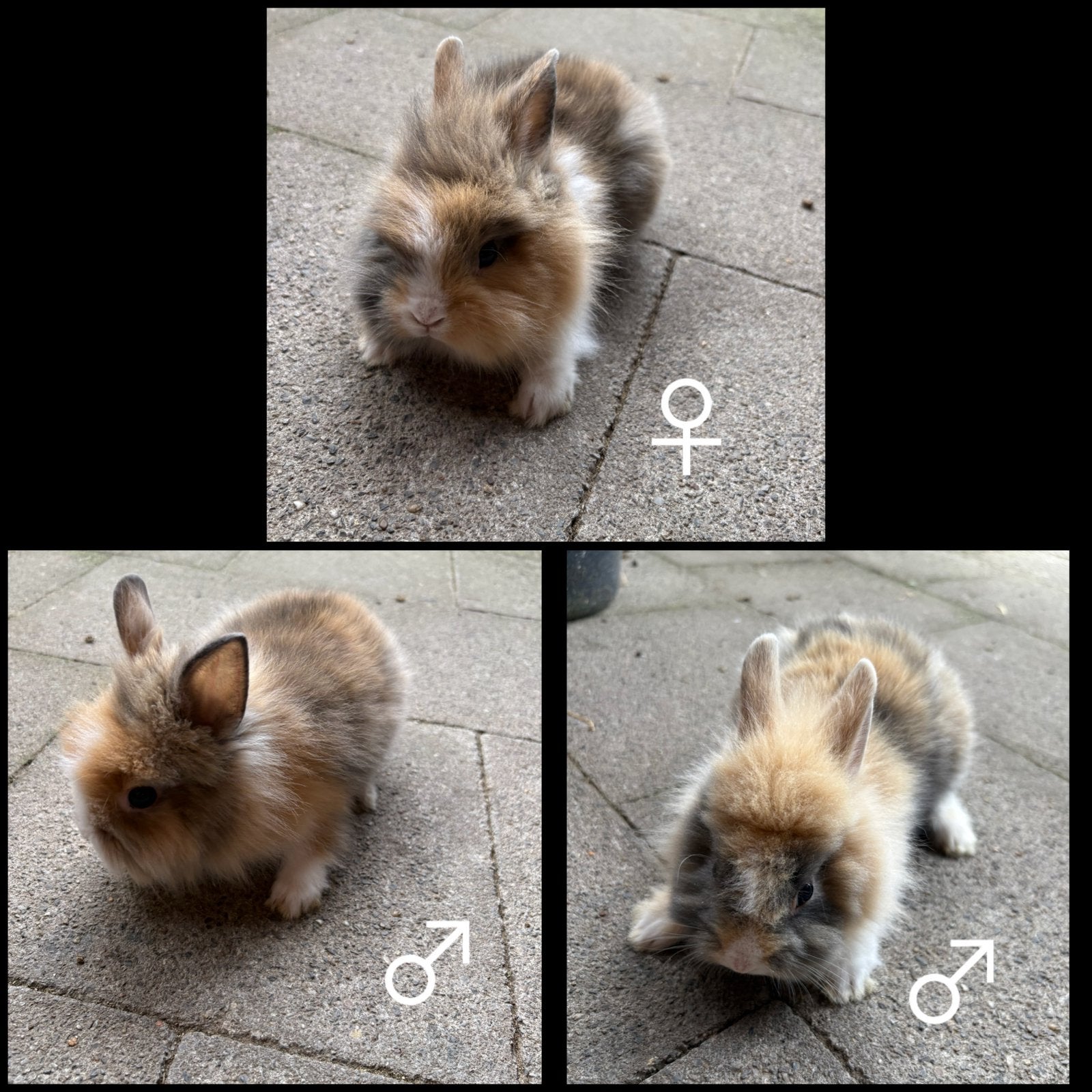 Dwergkonijntjes leeuwenkopjes, Dieren en Toebehoren, Konijnen, Meerdere dieren, Dwerg