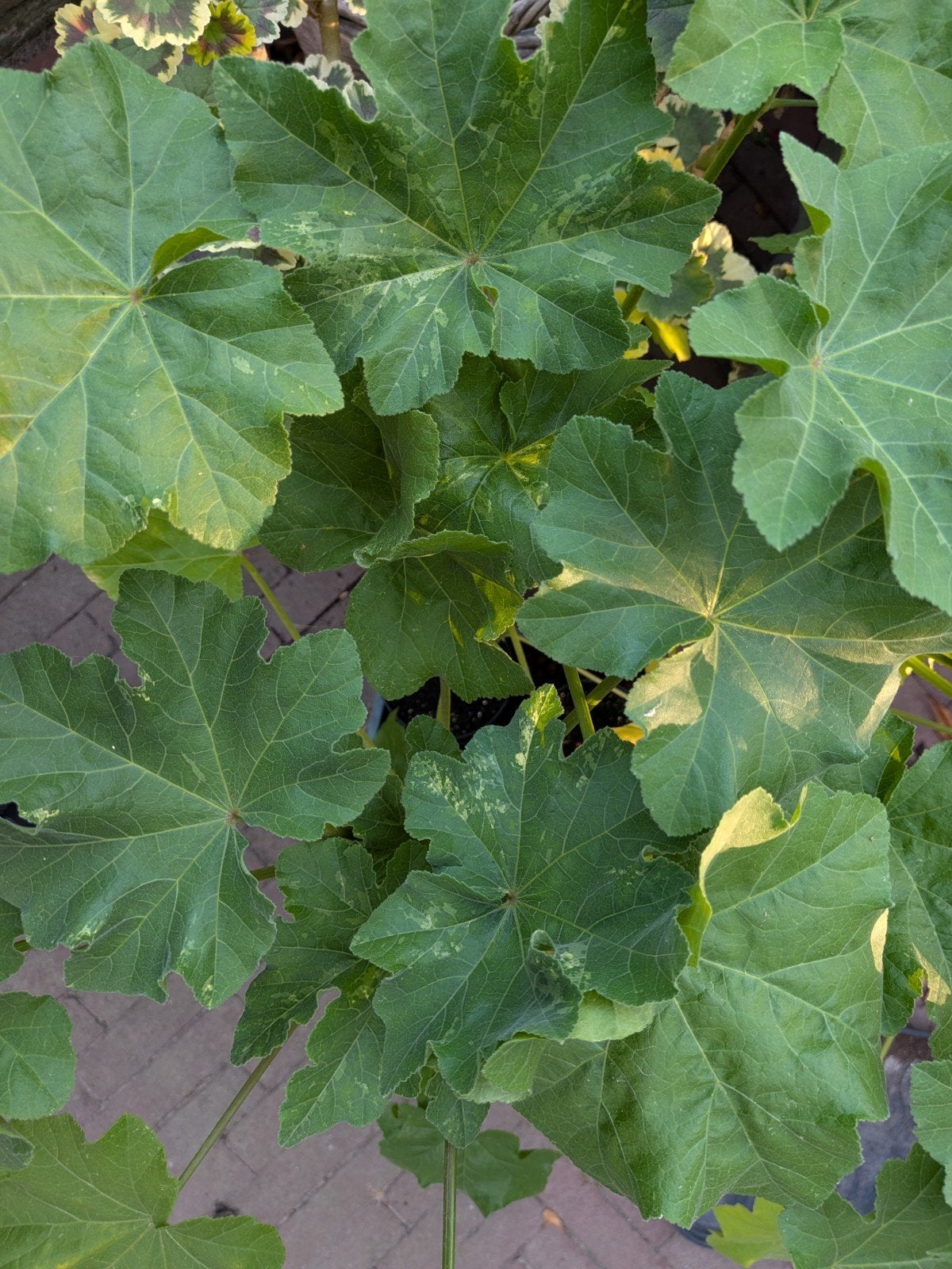 Bonte Boommalva - Lavatera Arborea Variegata, Tuin en Terras, Volle zon, Vaste plant, Zomer, Ophalen