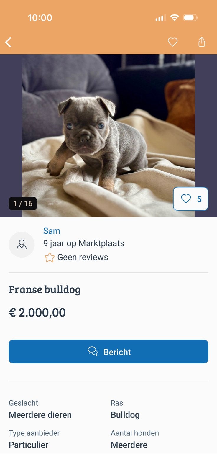 WAARSCHUWING  KOOP HIER GEEN PUPPY  FRANSE BULLDOG, België, 8 tot 15 weken, Bulldog, Meerdere