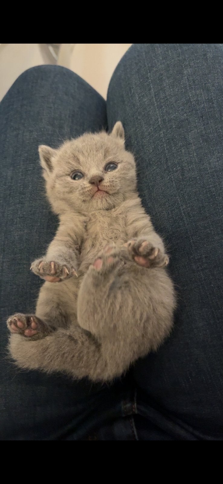 Britkortharig kitten, Dieren en Toebehoren, Geslacht onbekend, Kortharig, 0 tot 2 jaar
