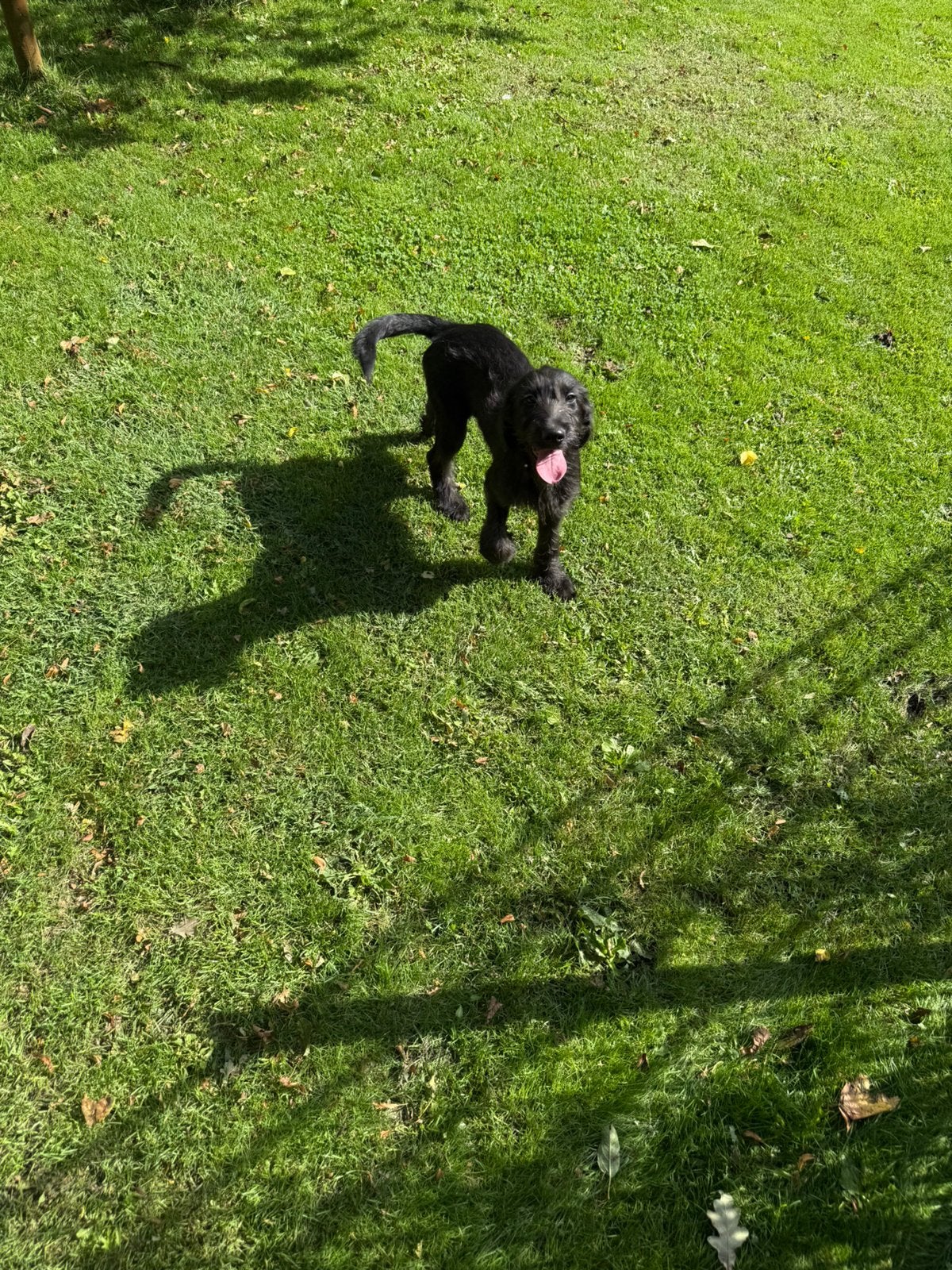Weimaraner kruising, Parvo, Nederland, 8 tot 15 weken, Eén hond