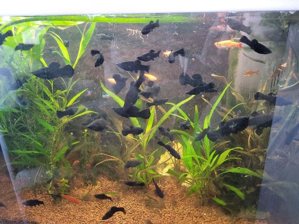 BlackMollys, Dieren en Toebehoren, Vissen | Aquariumvissen, Overige typen, Zoetwatervis, Schoolvis