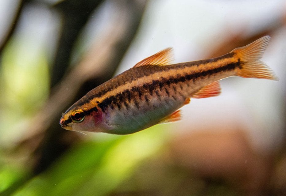 Aquarium vissen, Vis