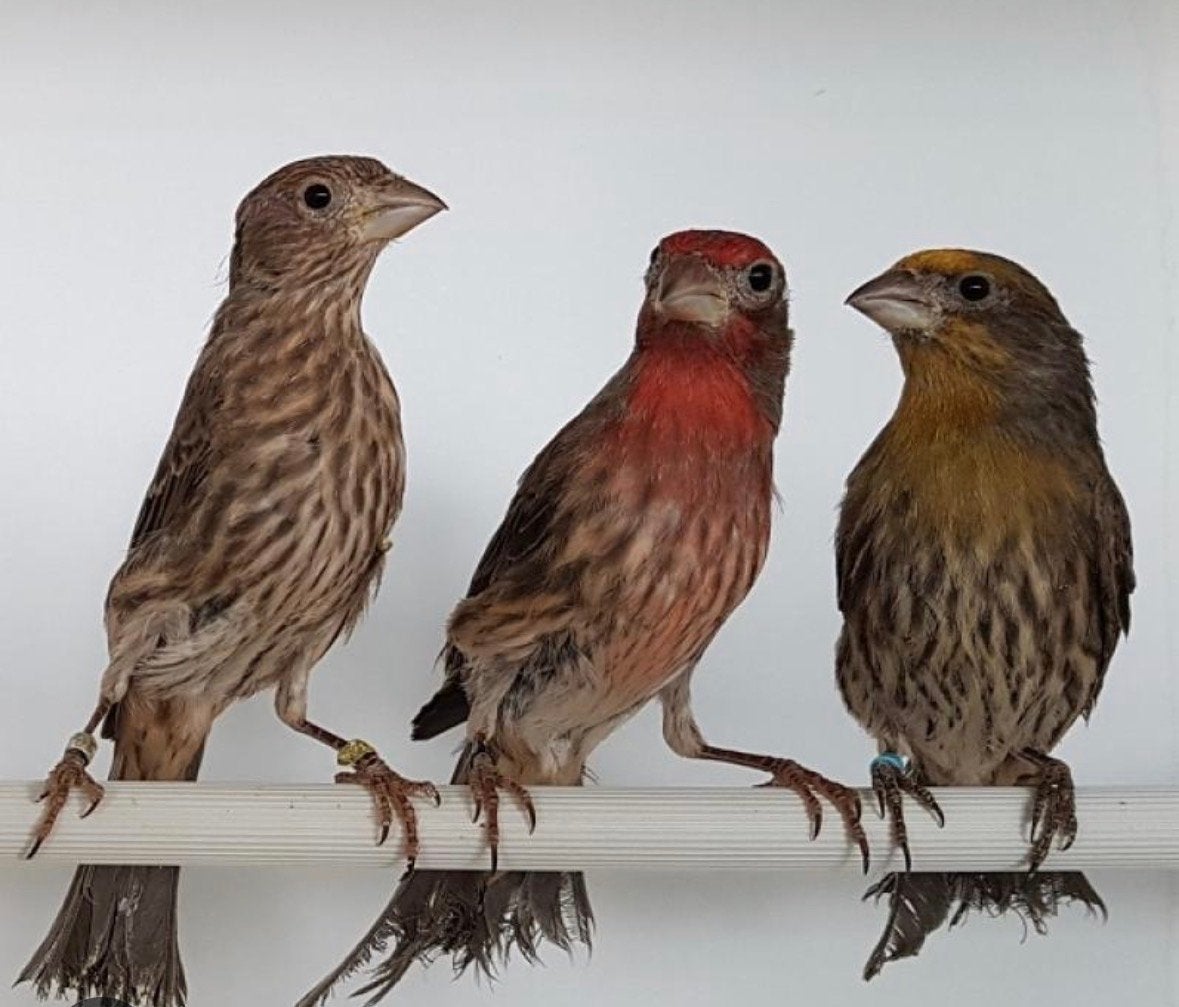 Mexicaanse roodmus koppel met 1 jong, Meerdere dieren, Geringd