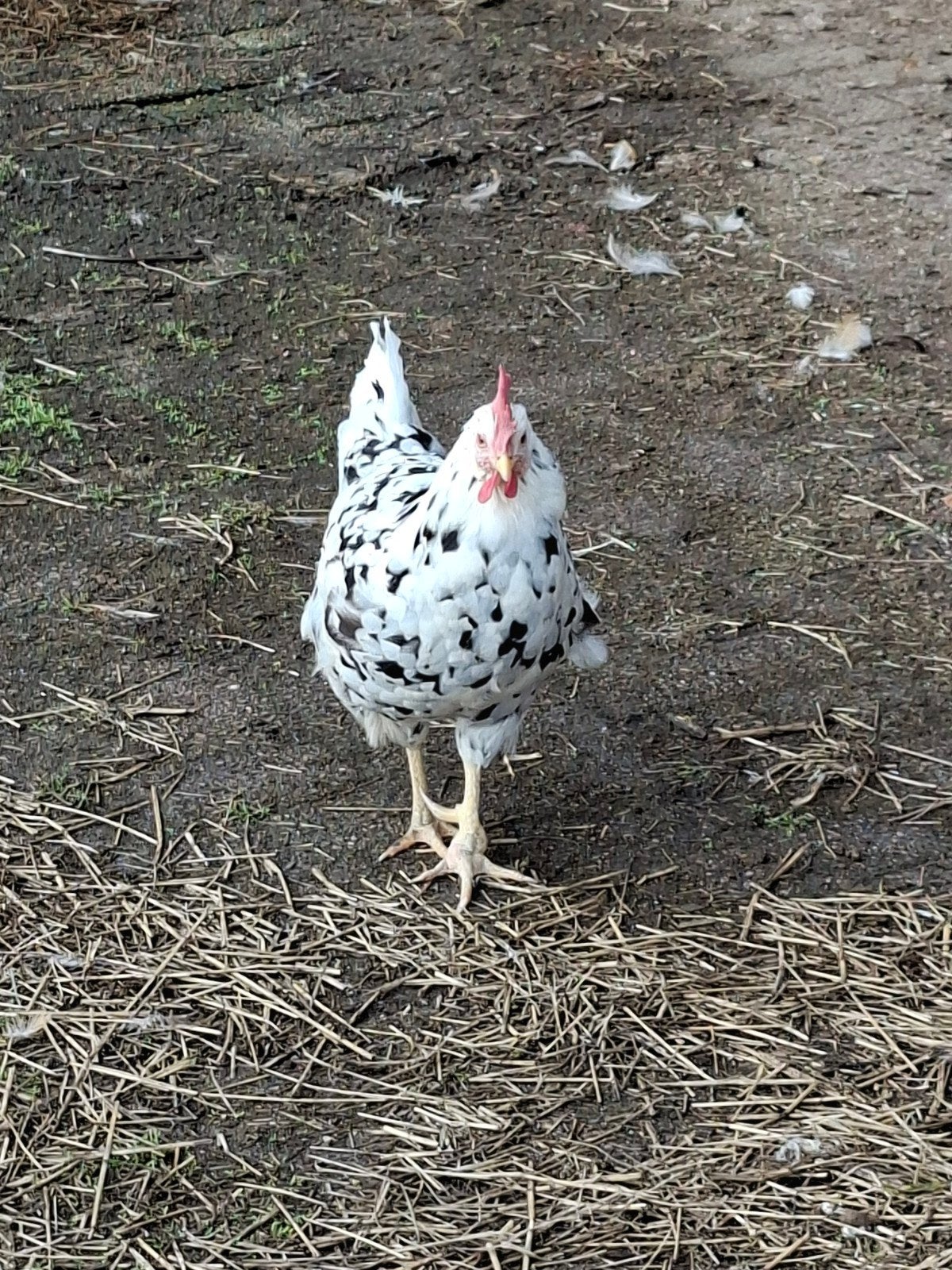 2 mooie leghorns, Dieren en Toebehoren, Vrouwelijk, Kip