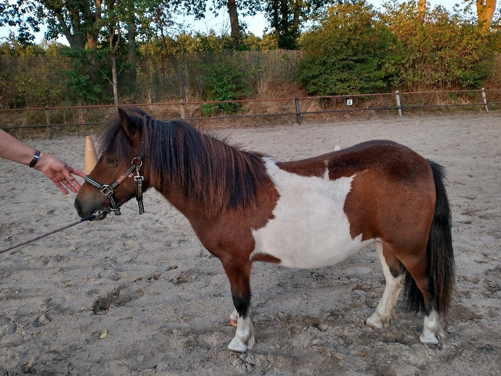 Span bonte pony's, Merrie, A pony (tot 1.17m), Met stamboom, 0 tot 2 jaar