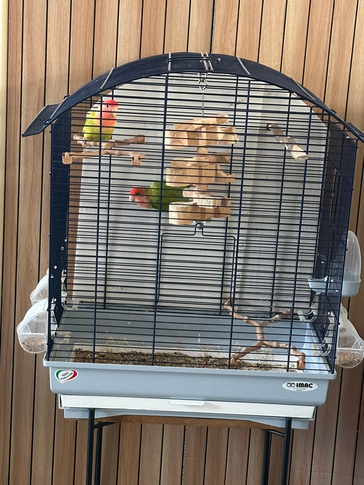 Agapornis koppel mango & citroen, Ophalen, Zo goed als nieuw, Vogelkooi