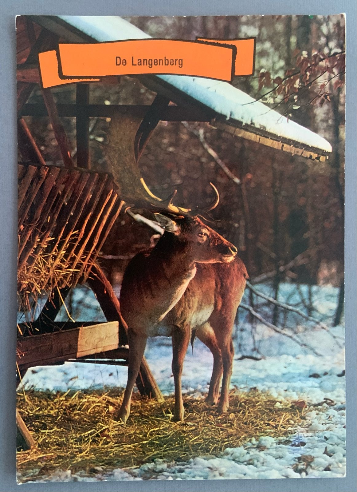 Ede Veluwe, De Langenberg met hert in de sneeuw, Verzenden, 1960 tot 1980, Gelopen, Gelderland
