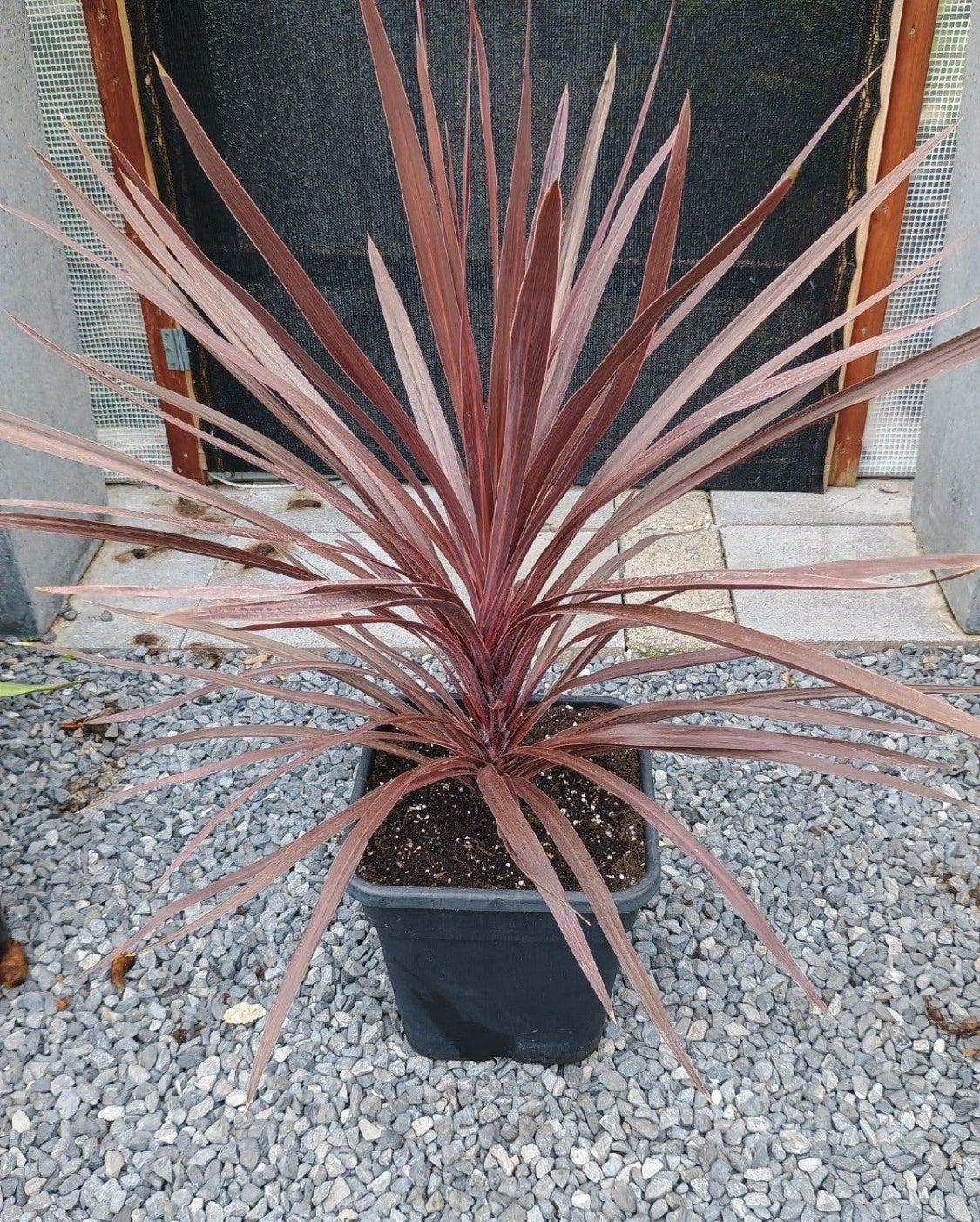 Te koop diverse cordyline planten ook wel kool palm  Genoemd, Ophalen, Overige soorten