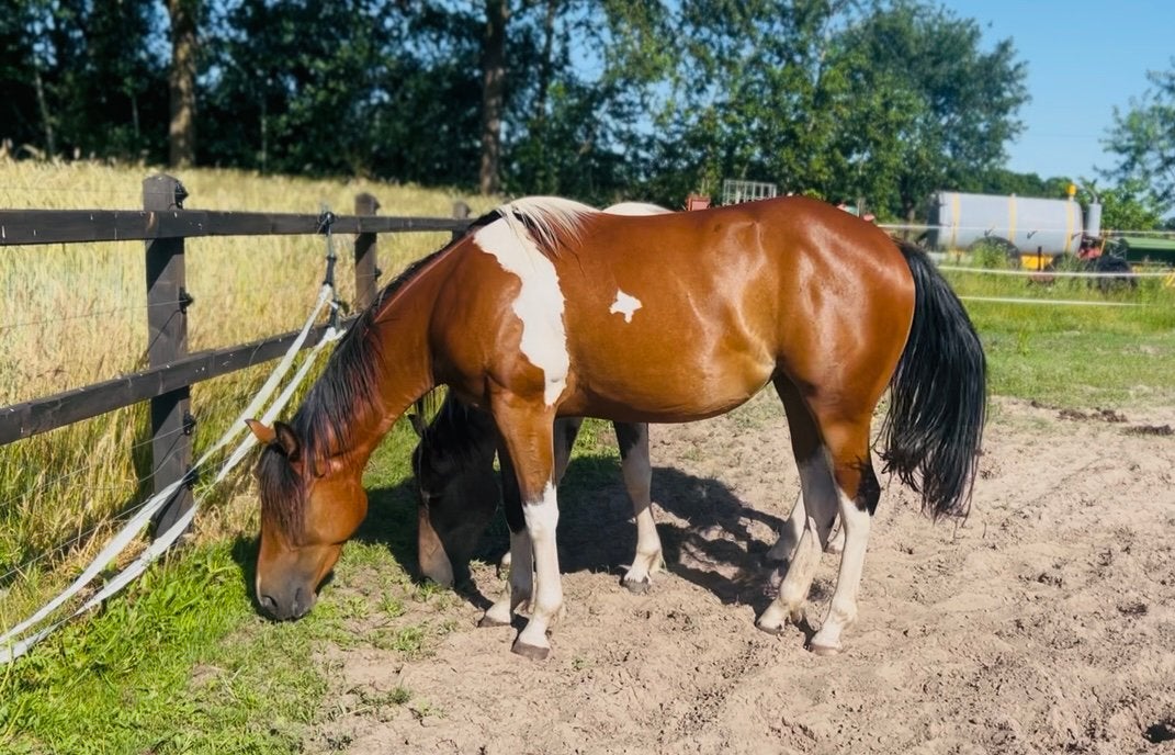 Prachtige 2-jarige Paint Horse Merrie / Top Pedigree, Dieren en Toebehoren, Paarden, Merrie, Westernpaard, Ontwormd, 0 tot 2 jaar