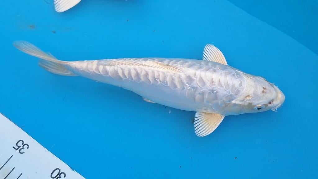 hele leuke koi  handtam, Karper of Koi