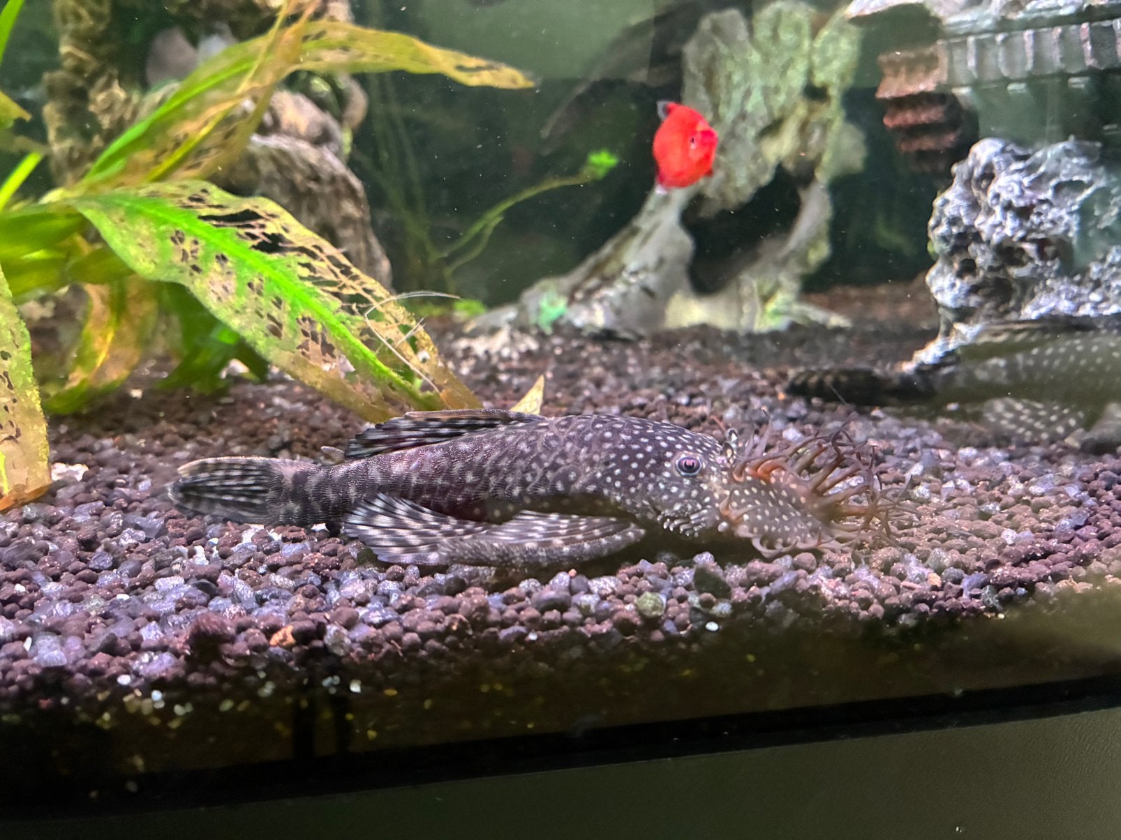 Algeneter, Dieren en Toebehoren, Vissen | Aquariumvissen, Vis