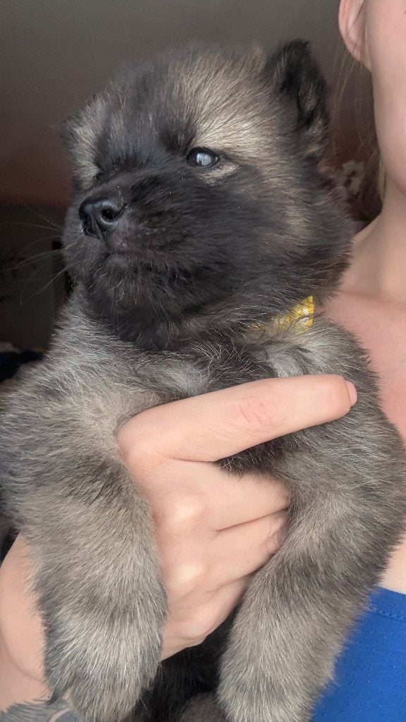 🐾 Nog 2 lieve teefjes op zoek naar een gouden mandje! 🐾, Dieren en Toebehoren, Parvo, België, Particulier, Overige rassen
