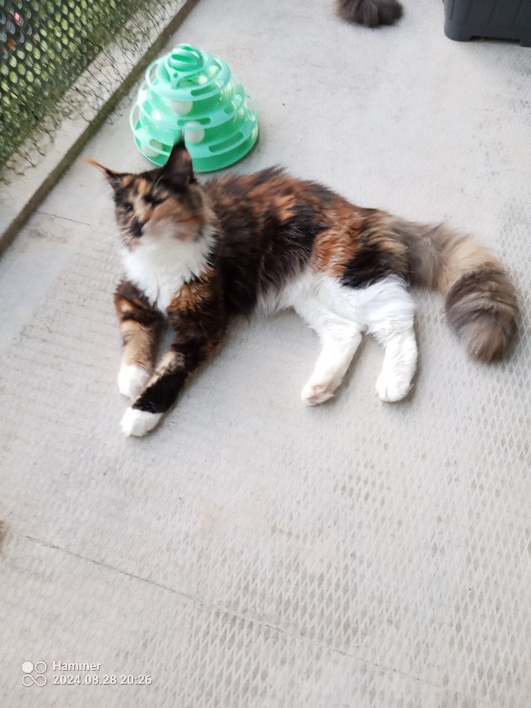 Russische Maine Coon kittens met stamboom, Dieren en Toebehoren, Katten en Kittens | Raskatten | Langhaar, Meerdere dieren, Met stamboom