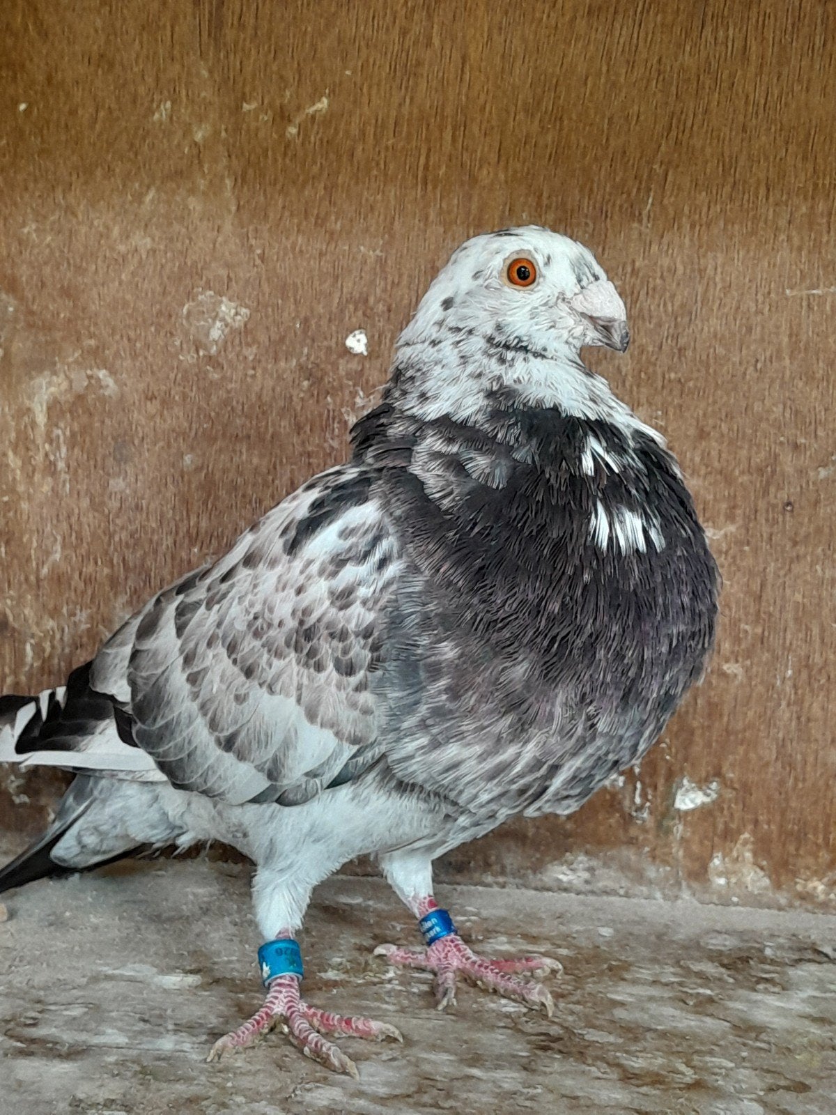 valenciano, Dieren en Toebehoren, Vogels | Duiven, Mannelijk, Kropper