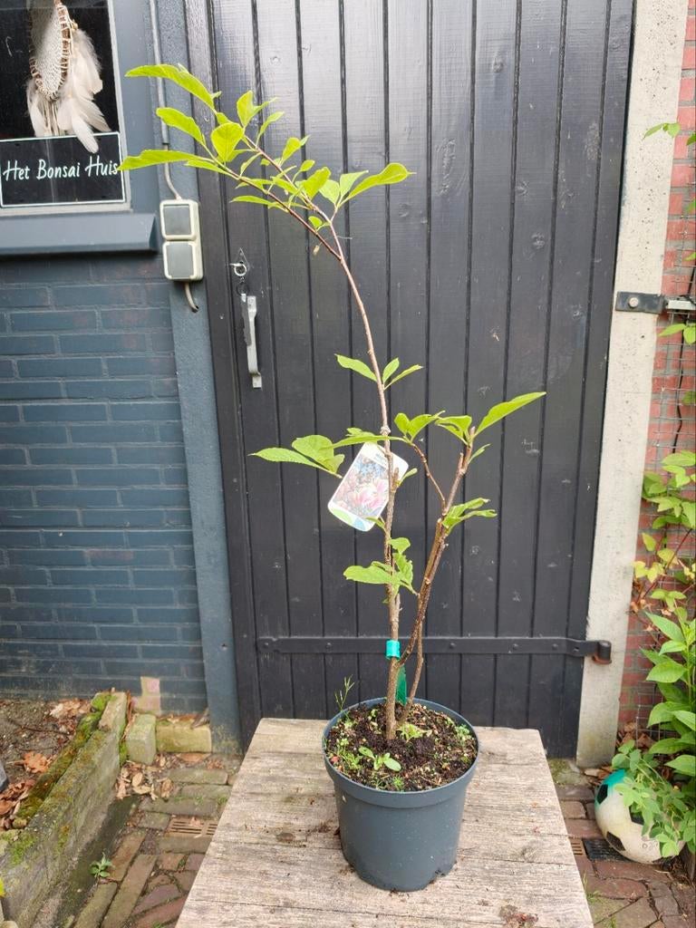 Magnolia Soulangeana, Tuin en Terras, Planten | Bomen, Overige soorten, Lente, Minder dan 100 cm, Ophalen
