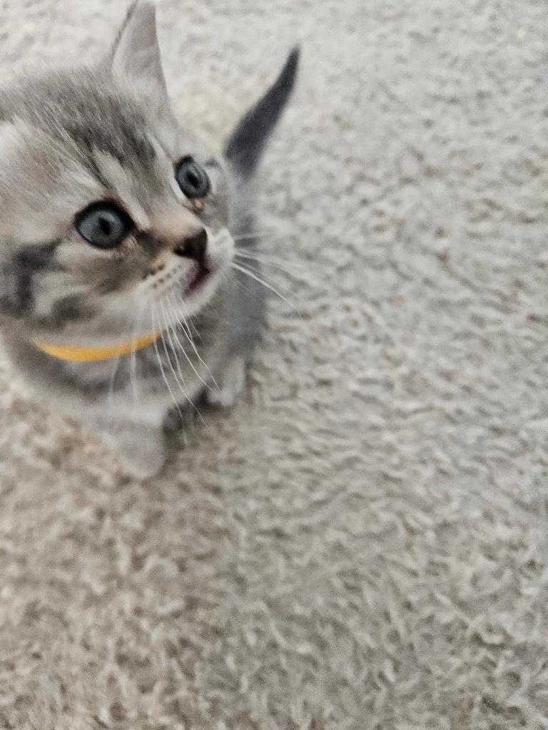 Verliefd in 3,2,1! Ontmoet onze 5 Brits Korthaar kittens!, Meerdere dieren, Ontwormd, 0 tot 2 jaar