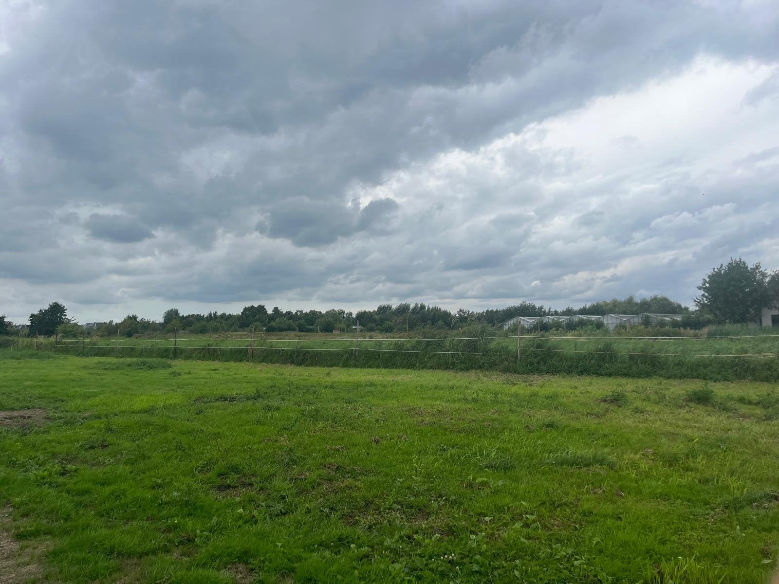 Weidepalen 2,5 meter, Weidegang