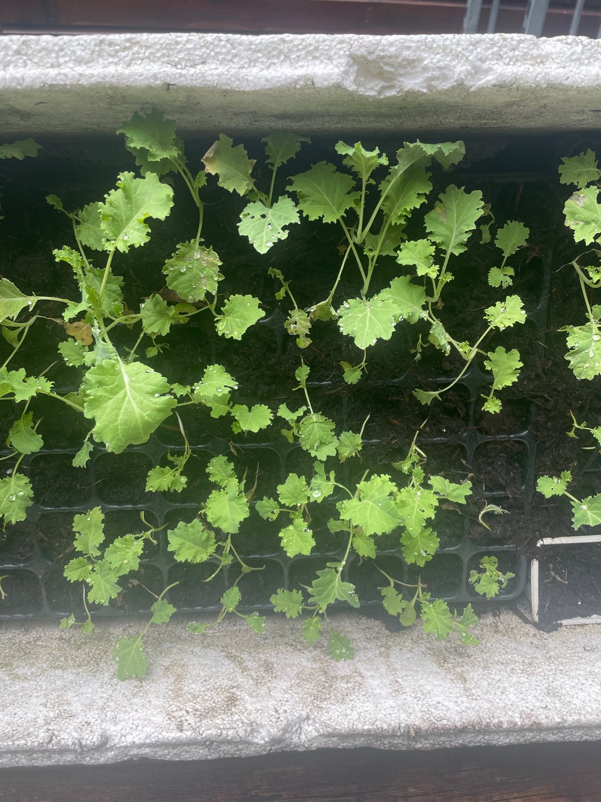 10 boerenkoolplantjes voor 5 euro, Tuin en Terras, Planten | Tuinplanten, Ophalen, Volle zon, Groenteplanten, Eenjarig