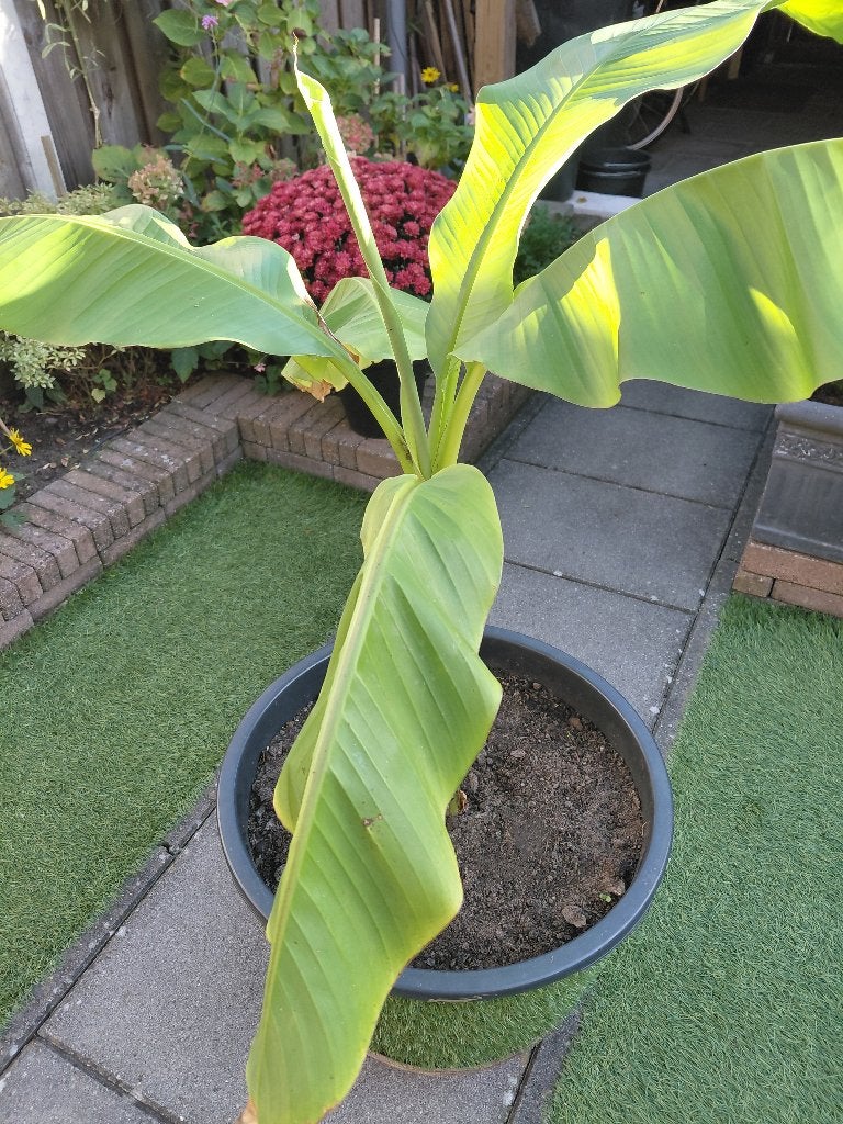 bananenplant, Ophalen, Volle zon, Vaste plant, Zomer