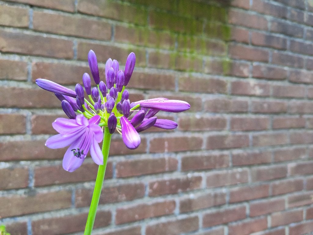 agapantus, Volle zon, Vaste plant, Zomer, Ophalen