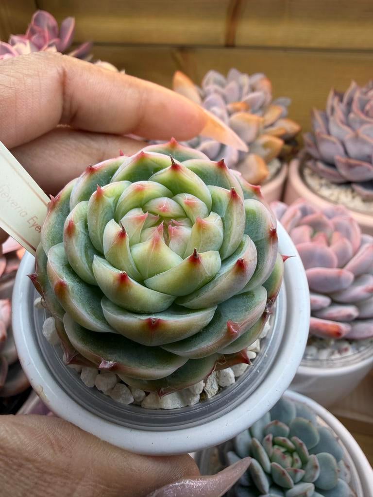 Echeveria Eyelash Jenny - Prachtige Succulent, Verzenden, Halfschaduw, Minder dan 100 cm