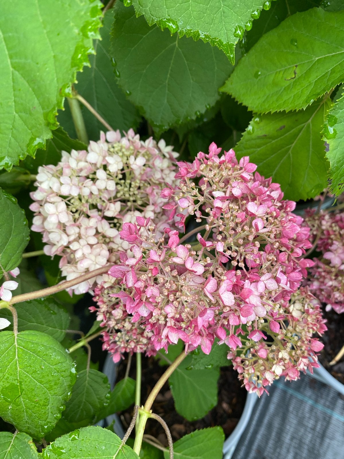 Hortensia 'Ruby Annabelle' - Grote Roze Bloemen €80, Volle zon, Vaste plant, Zomer, Ophalen
