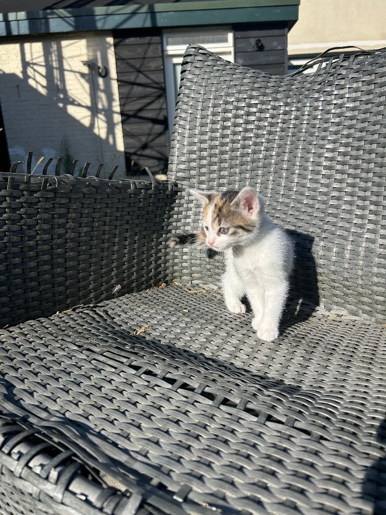 6 Prachtige kittens gezocht naar een liefdevol huisje!, Meerdere dieren, Kortharig, 0 tot 2 jaar