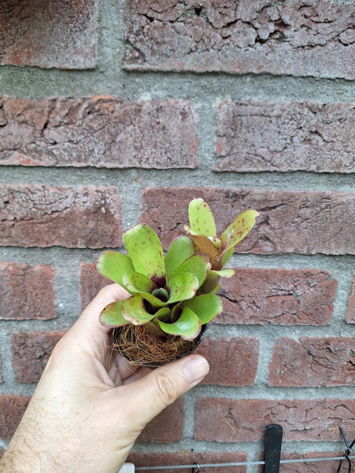 neoregelia mini bromelia voor terraria, Huis en Inrichting, Kamerplanten, Ophalen of Verzenden, Halfschaduw, Minder dan 100 cm