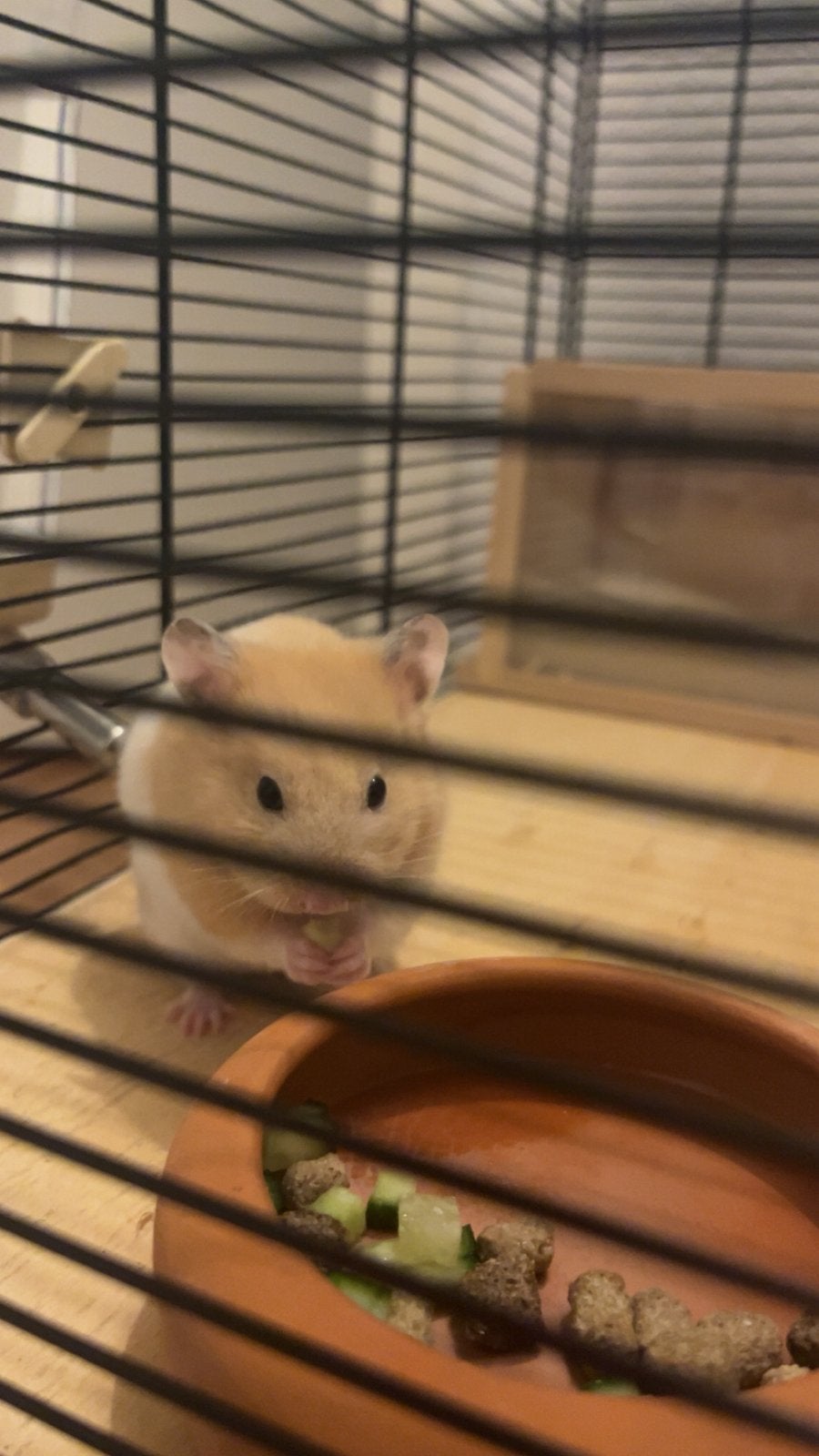 Hamster, Hamster, Maart, Mannelijk, Tam