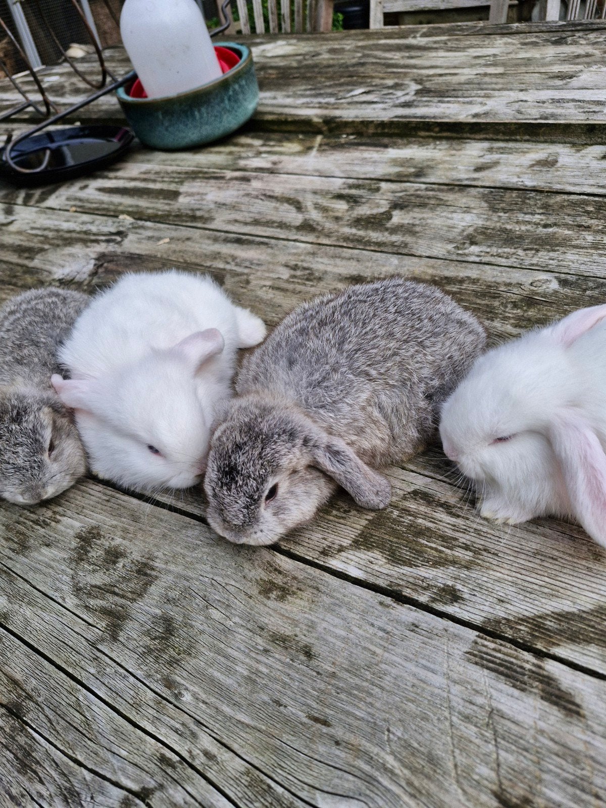 4 mooie voedsters, Dieren en Toebehoren, Konijnen, Vrouwelijk, Dwerg