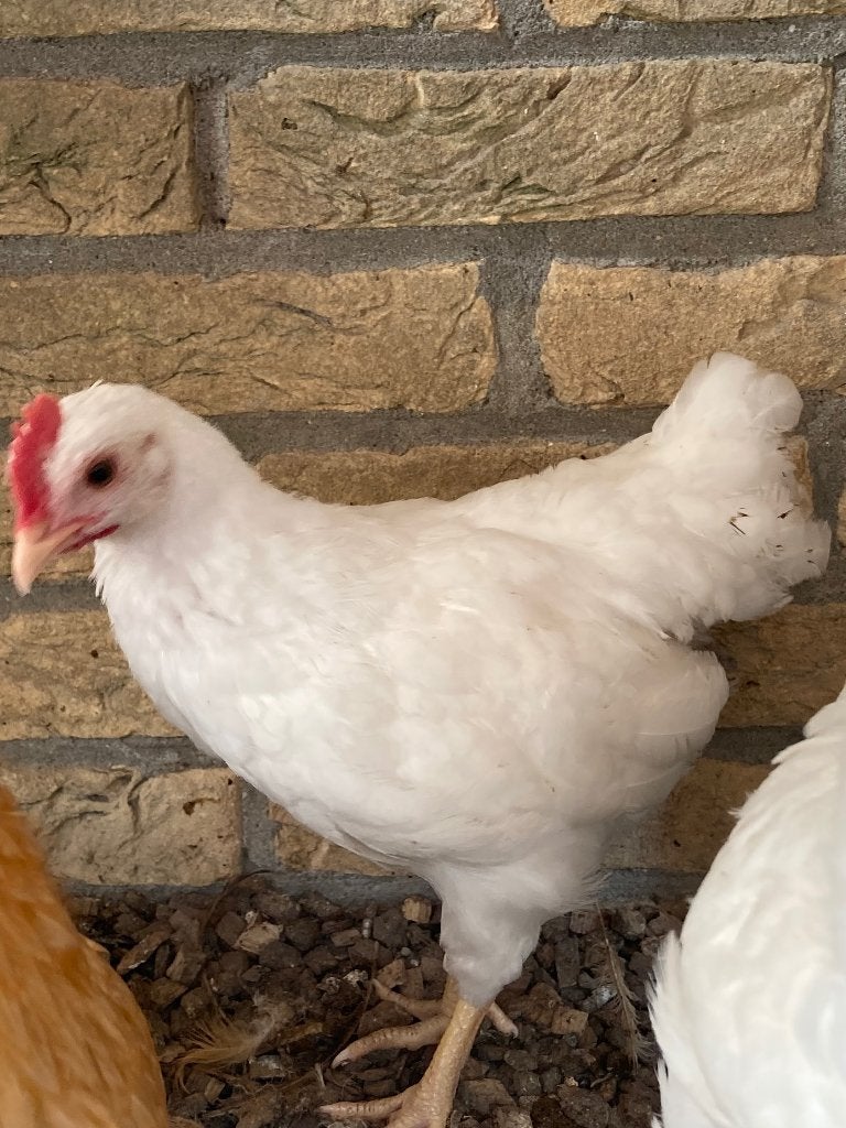 3 Hele mooie witte barnevelder kriel hanen, Dieren en Toebehoren, Mannelijk, Kip