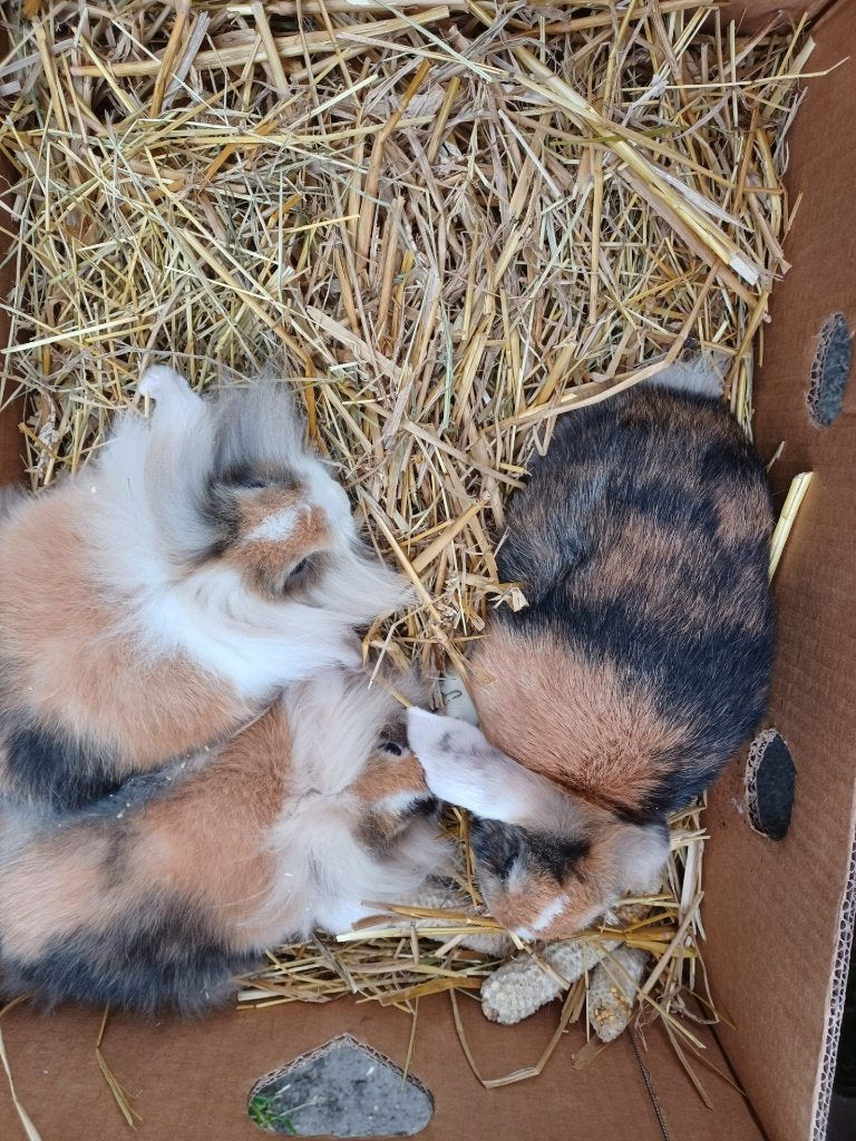 hangoortjes, Dieren en Toebehoren, Konijnen, Meerdere dieren, Dwerg