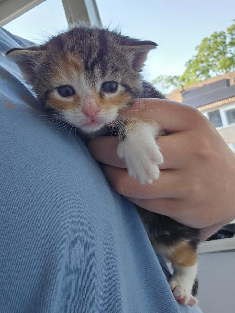 Lieve kittens, Europese korthaar, Dieren en Toebehoren, Katten en Kittens | Overige Katten, Kortharig, Meerdere dieren, 0 tot 2 jaar
