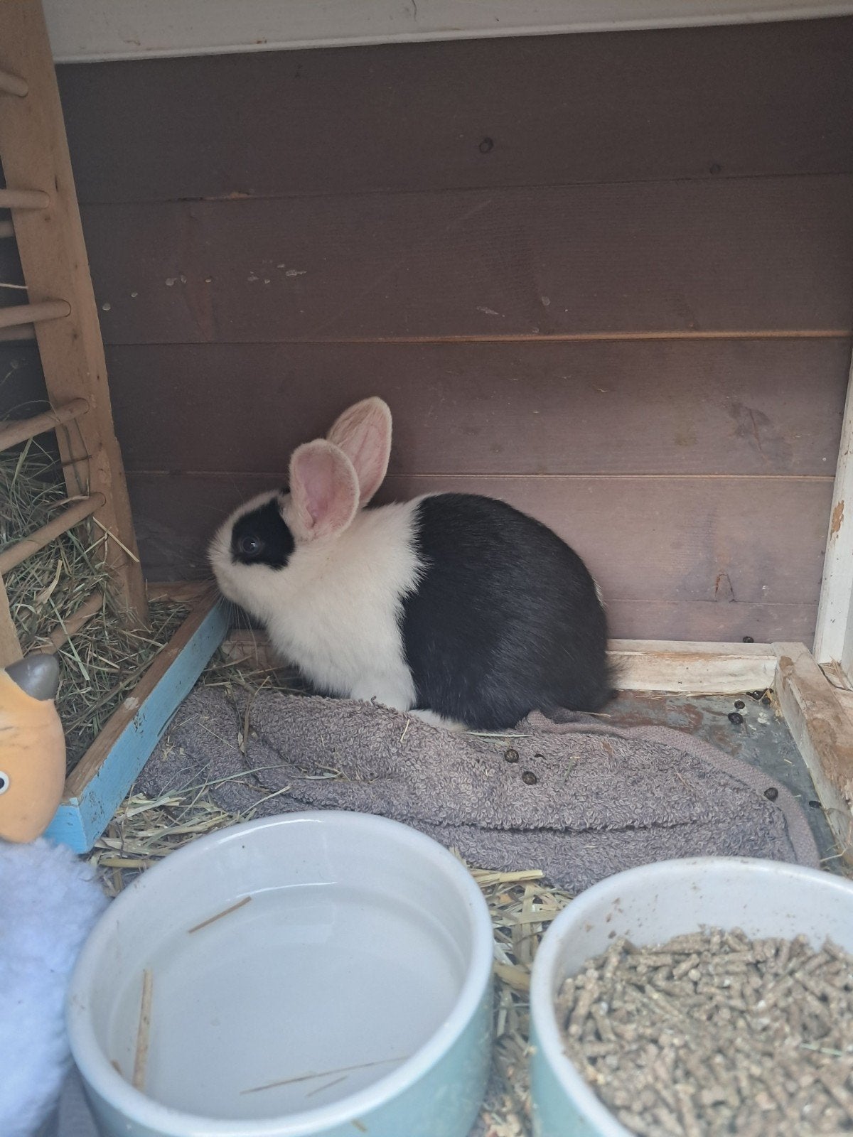 Baby konijntjes gratis afhalen, Dieren en Toebehoren, Meerdere dieren