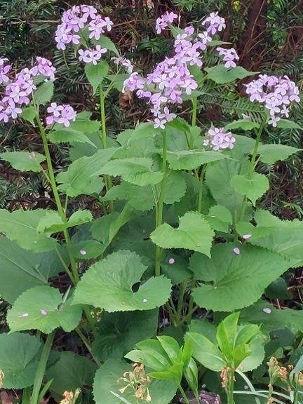 zaden Lunaria rediviva, Verzenden, Voorjaar, Volle zon, Zaad